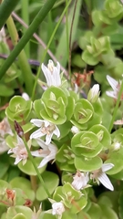 Lysimachia filiformis