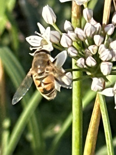 Unknown species found near Westtown Rd, West Chester, PA, US