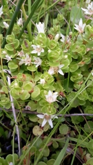 Lysimachia filiformis