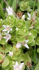 Lysimachia filiformis