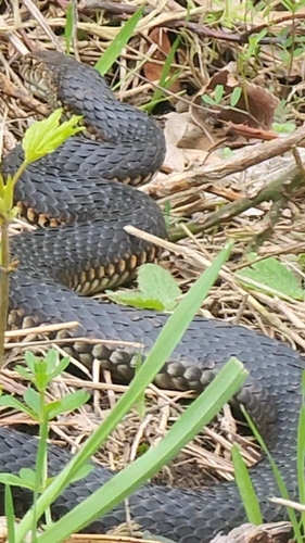 Lowlands Copperhead sighting