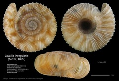 Cavellia irregularis