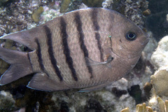 Abudefduf bengalensis
