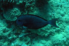 Whitefin Surgeonfish photo 3