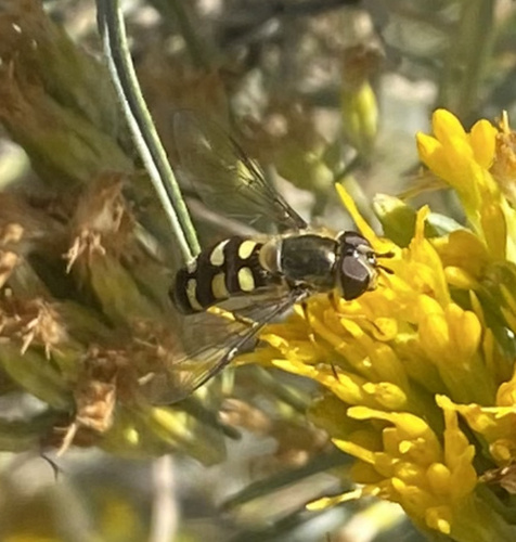 Unknown species found near The University of Utah, Salt Lake City, UT, US