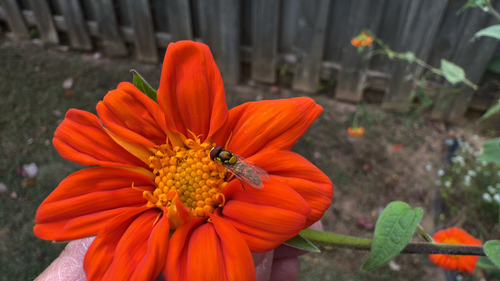 Unknown species found near Cross Field Rd, Greenville, SC, US