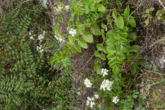 Gingidia montana