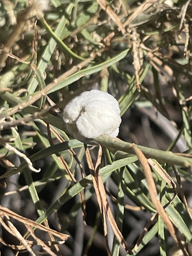 Unknown species found near S Mill St, Virgin, UT, US