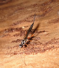 Poemeniinae