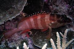 Epinephelus fasciatus