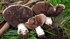 Agaricus lilaceps