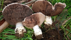 Agaricus lilaceps