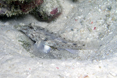 Fusigobius neophytus