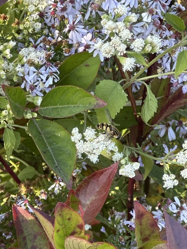 Unknown species found near Westtown Rd, West Chester, PA, US