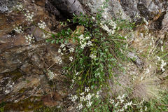 Gingidia decipiens