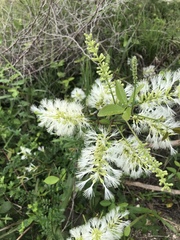 Pithecellobium lanceolatum