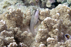 Ecsenius mandibularis