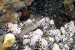 Ecsenius mandibularis