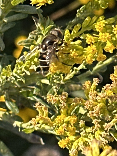 Unknown species found near Westtown Rd, West Chester, PA, US