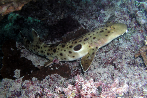 Hemiscyllium ocellatum (Bonnaterre, 1788)