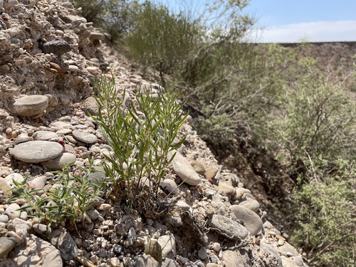 Feltleaf bluestar (Amsonia tharpii)