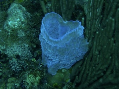 Callyspongia plicifera