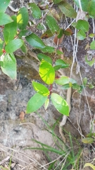 Gaultheria paniculata