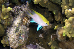 Neoglyphidodon melas