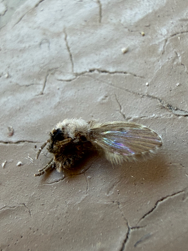 Unknown species found near Mell St, Auburn, AL, US