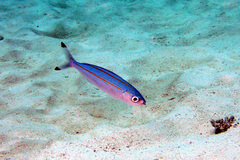 Pterocaesio digramma