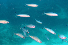 Pterocaesio digramma