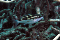 Scolopsis lineata