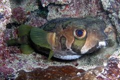 Diodon liturosus