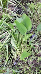 Pontederia gigantea