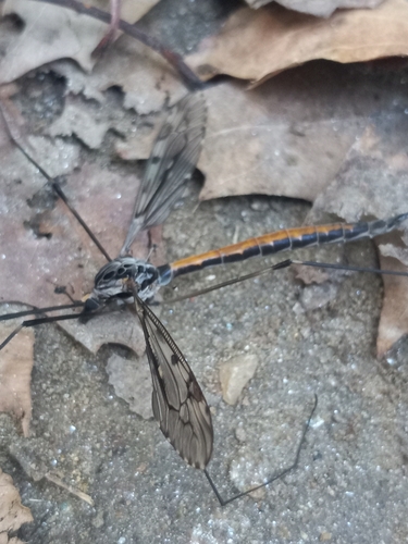 Unknown species found near Bellevue Forest, Arlington, VA 22207, USA