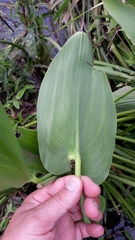 Pontederia gigantea