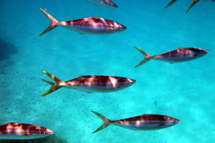 Elagatis bipinnulata