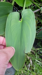 Pontederia gigantea
