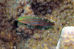 Koumansetta rainfordi