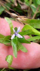 Heteranthera zosterifolia