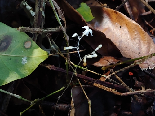 Mountain yellowseed (Gymnosiphon sphaerocarpus)