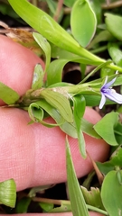 Heteranthera zosterifolia