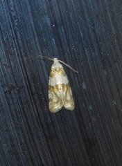 Aethes argentilimitana