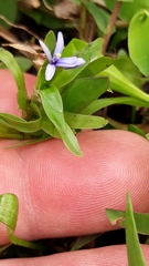 Heteranthera zosterifolia