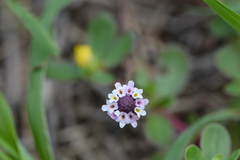 Phyla nodiflora