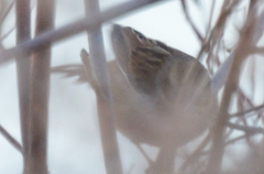 Melospiza georgiana georgiana