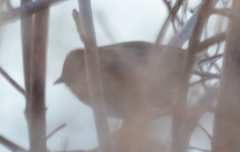 Melospiza georgiana georgiana