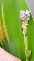 Pontederia gigantea