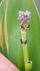 Pontederia gigantea