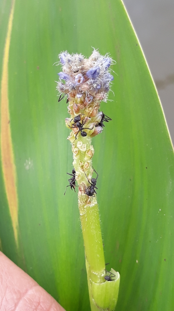 Pontederia gigantea